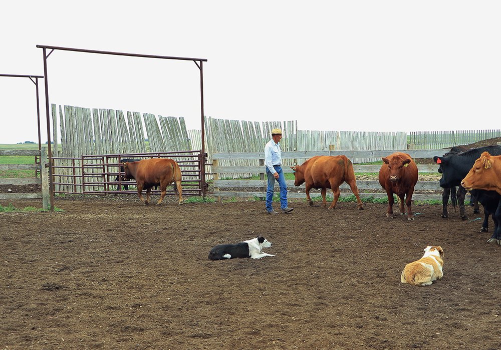 37-5-col-biggs-Sorting-cattle-Dylan-Biggs.jpg