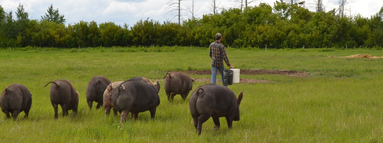 Andre+pigs.jpg