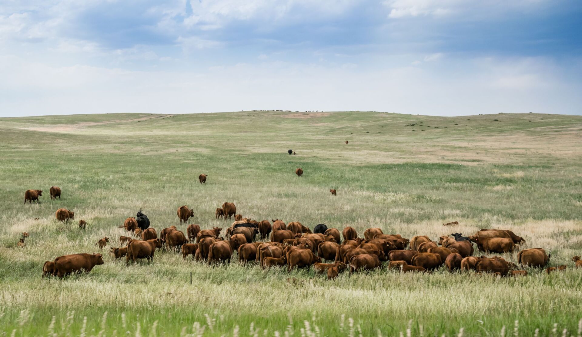 Cattle+Pasture+1500.jpg