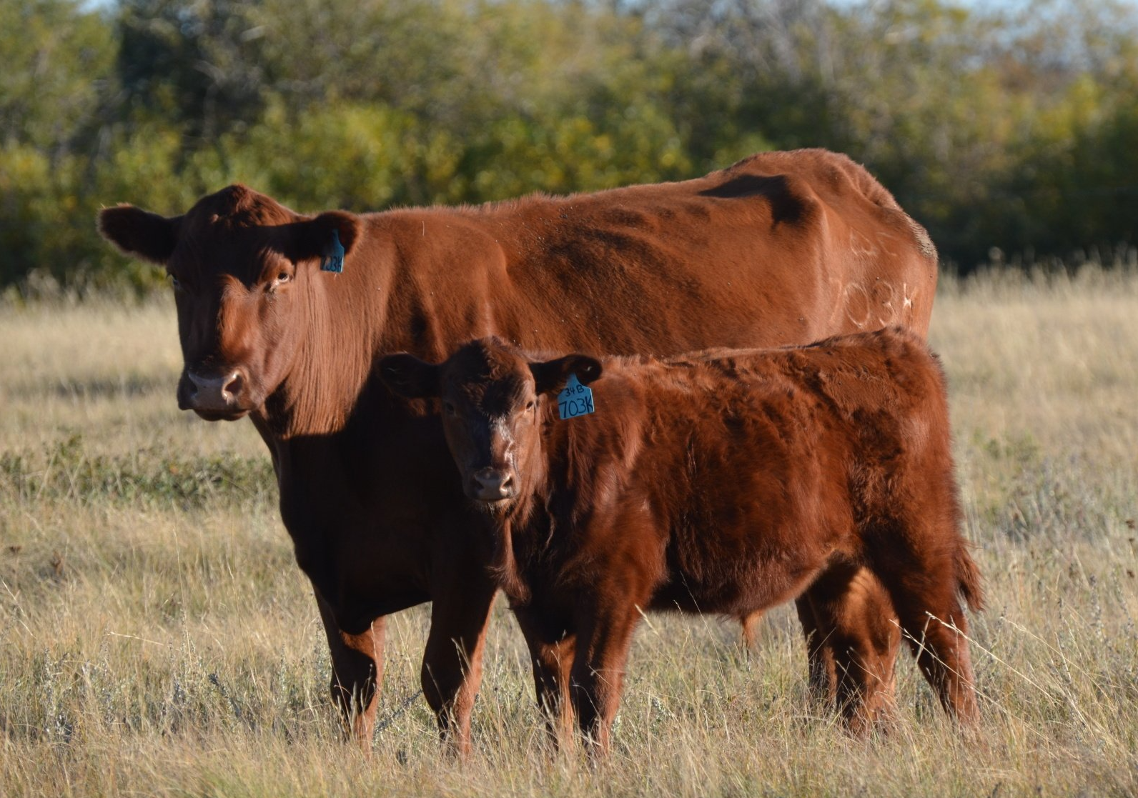 Cow-Calf-296fd802.JPG