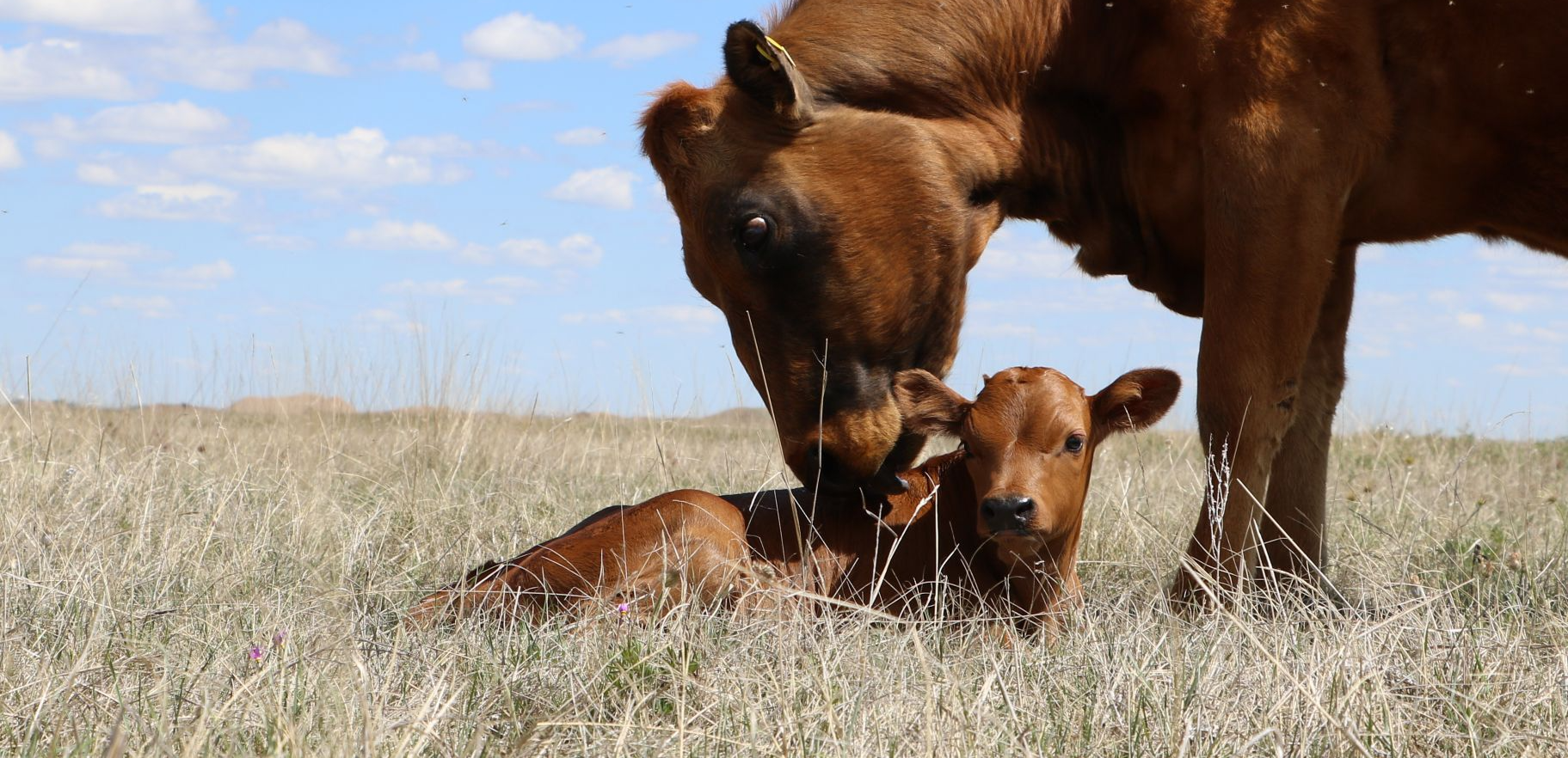 Tarentaise-Cow-Calf.jpg