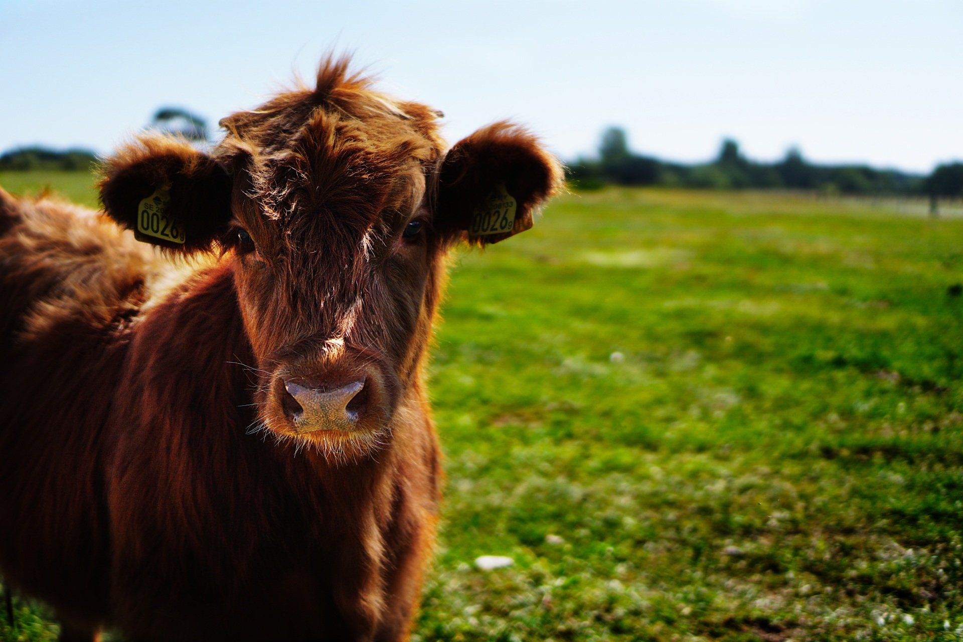 bull-calf-heifer-ko-162240.jpeg