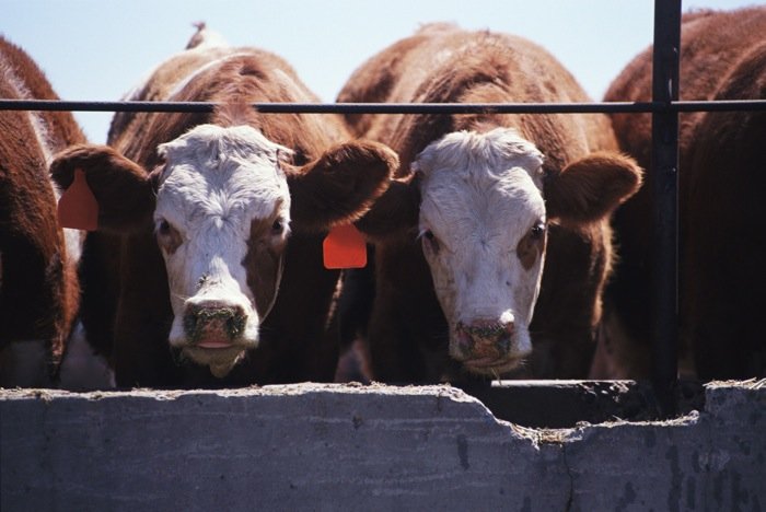 cattle-pen-feeding-0108.jpg