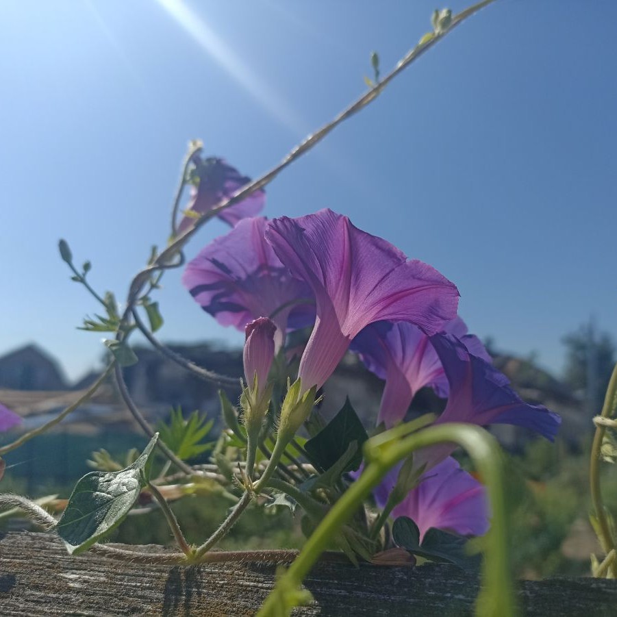 large_1787_Marys_Morning_Glory_May_4_25_901X901.jpg