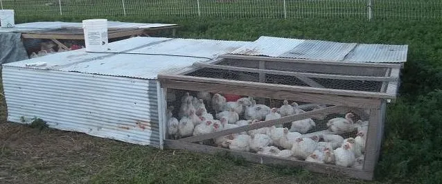 Chicken Tractor