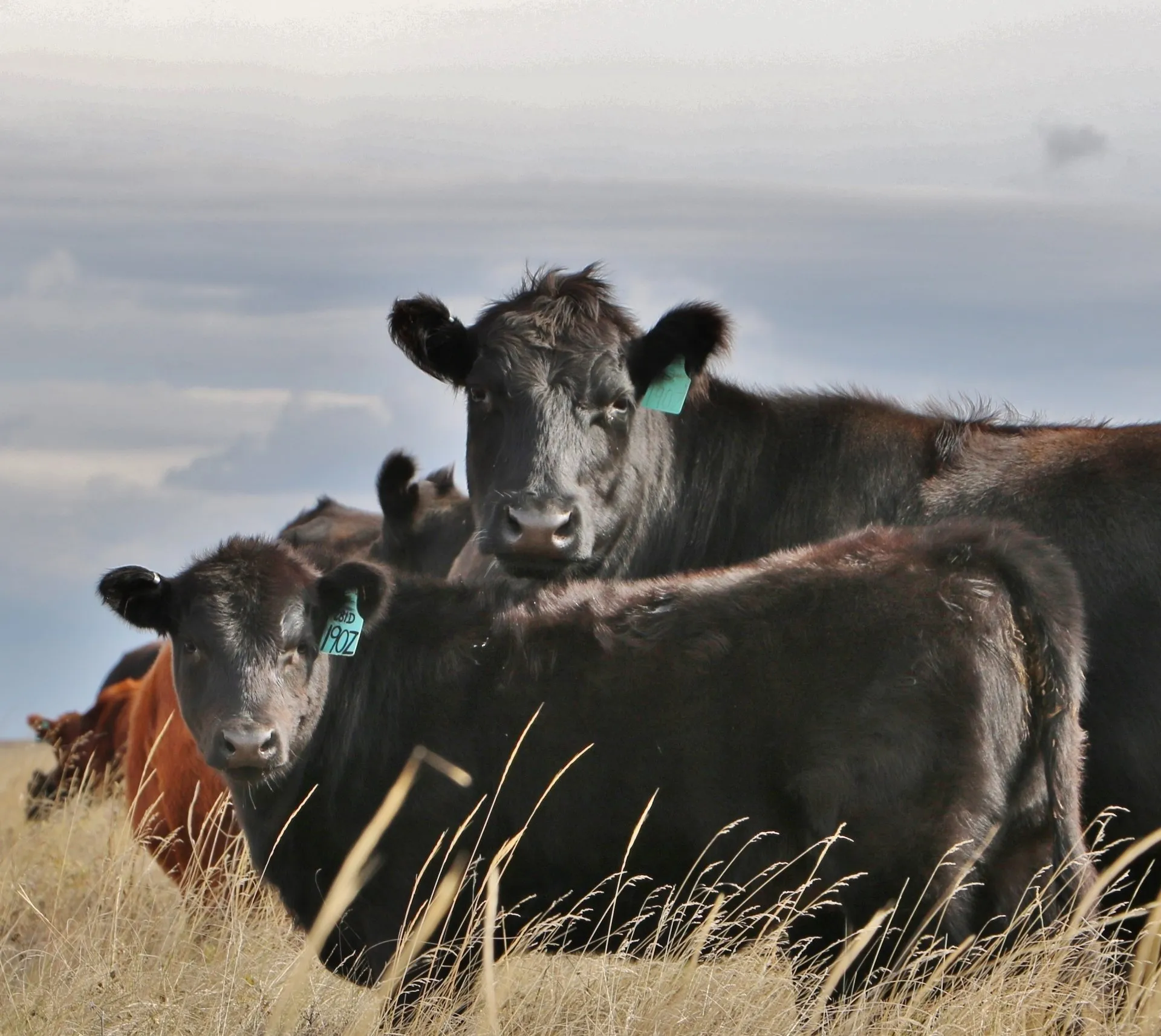 Cows Looking